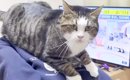 大好きな女の子の背中に乗るネコ→５年前を見てみると…『成長しても変…
