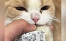 目を離したすきに『おにぎりをくわえていた子猫』→とり返そうとしたら…