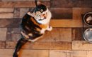 『よく鳴く猫』と『あまり鳴かない猫』で異なること3選　タイプ別の心…