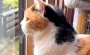 朝起きてお水を飲む三毛猫→窓辺に移動すると……尊すぎる『朝のルーティ…