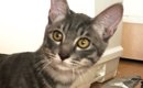 生後5か月の子猫→小さくて心配していたら、1か月後…想像を超える『ビ…