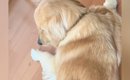 床に寝そべる大型犬→『背中』をよく見ると、乗っていたのは…尊すぎる…