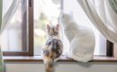 『孤独を感じている猫』がみせるサイン5選　寂しさの原因から和らげる…