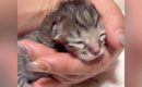 産み落とされてから『24時間も放置された赤ちゃん猫』→ギリギリのとこ…