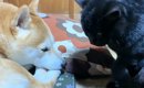 眠れない様子の黒猫が、大好きな犬のそばへ移動すると…まさかの『尊す…