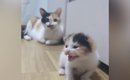 目が開いたばかりの『よちよち歩きの子猫』→不安そうに鳴き始めると、…