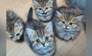 腹ペコの子猫たち→ごはんの時間が近づくと…反則級にかわいい『大合唱…