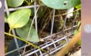 『昨日から子猫が鳴いている』と彼氏から連絡→すぐに助けに向かった結…