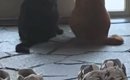 玄関を見ると、2匹の猫が『息子の帰り』を待っていて…キュンとくる『…