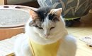 猫に服を着せたら……飼い主さんがツボってしまった『予想外すぎるシル…