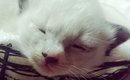 耳だけグレーだった『真っ白な子猫』→少しずつ毛色が変化して…11年後…