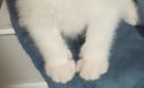 家に迎えて『3日目の子猫』→様子を見にいってみたら…何でもしてあげた…