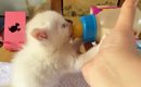 哺乳瓶で一生懸命ミルクを飲んでいた『赤ちゃん猫』→1年後…見違えるほ…