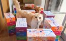 ティッシュの箱で廊下に『迷路』を作った結果→猫と犬が見せた『100点…