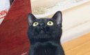 上を向いている黒猫→『胸元』を見てみると？……ワンポイントの『可愛す…