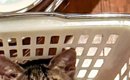 カゴの中でくつろいでいた『家に来て1か月の新入り猫』…あまりにも可…
