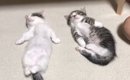 へそ天をする2匹の子猫→触ってみると…涙が出るほど『可愛い光景』が48…