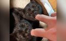 指チュパが止まらない保護された双子の黒猫→『４年後』になると…すて…