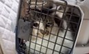 『引っかかれて、もう飼えない』と里親から連絡→猫を迎えに行った結果…