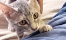 飼い主のことが大好きになった保護子猫…可愛すぎる『ルーティン』に「…
