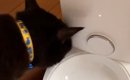 初めての自動給餌器→テストしていたら、黒猫がやって来て…「頭良すぎ…