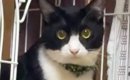 『かわいい』と言っただけなのに…猫がとった行動に爆笑する人が続出「…
