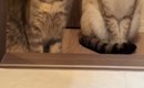 ドライヤーが終わるのを近くで待っていた2匹の猫…『表情と耳』があま…