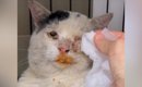 『ケガをしていた野良猫』を保護してお世話を続けると…現在→『まさか…
