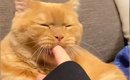 パパに内緒でママの指をカミカミしていた猫…バレそうになって見せた『…