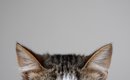 猫にとって『心地よい音』4選　愛猫が夢中になる理由や苦手な音もご紹介