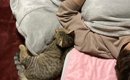 眠っているところを娘にこっそり撮られて……猫４匹の『まさかの配置』…