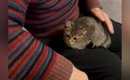 子猫がいる家に『動物苦手なじいじ』が遊びにきた結果…まさかの光景が…