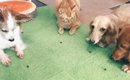 犬に囲まれて育った猫→『フセもマテもできるようになった』けど…まさ…