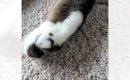 足に『う』の模様がある猫→体を見ていたら…９年越しに判明した『まさ…