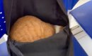 どうぶつ病院にやってきた飼い主→かばんの中で丸くなっていた猫に『声…