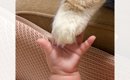 手を伸ばした赤ちゃん→そっと猫の『おてて』を…思わず感動の『奇跡的…