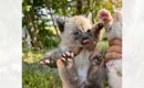 『子だぬきのような保護子猫』を育てた結果…想像していたのと全然違っ…