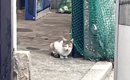 みかんの汁を舐めていた『空腹でゴミ置き場をさまよう猫』が保護され…