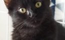 『真っ黒の猫になるだろうな』と思っていたら…成長後→予想もしていな…