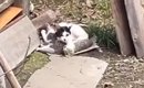 台風が迫る中、子猫たちを必死に守っていた母猫…親子そろって保護され…