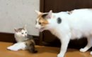突然の激しい雨→ママ猫が子猫たちを守ろうと呼びかけた結果…予想外す…
