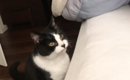 朝起こしにきてくれた猫を『二度寝に誘ってみた』結果…たまらなく愛お…