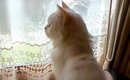 寂しげな表情で窓の外を見つめる『やせ細った元野良猫』→約３年後…「…