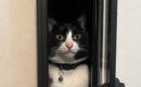 郵便ポストの扉を閉め忘れた結果→猫が……大爆笑必至の"まさかの光…