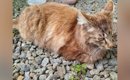 置き去りにされて『ガリガリに痩せていた猫』を保護したら…現在の『幸…