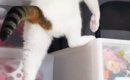 押し入れの中に『こっそり侵入しようとしていた猫』→『登り方』が……衝…