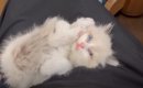 雨の夜、『ドブで鳴いていた赤ちゃん猫』を保護した結果…夫婦をメロメ…