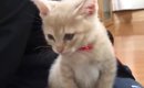 ごはんを食べ終えた子猫→飼い主の『膝の上』でくつろぎ始めると…尊す…