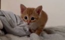 そろりそろりと近づいてくる子猫→『飼い主が起きていると気付いた』次…