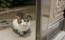 連日家の前に現れるようになった猫→野良なのか分からず『手紙をつけて…